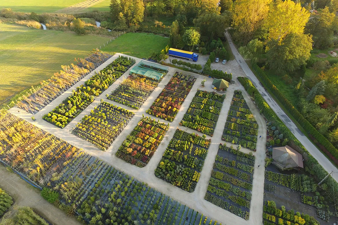 vista principale del vivaio - coltivazione di alberi ornamentali