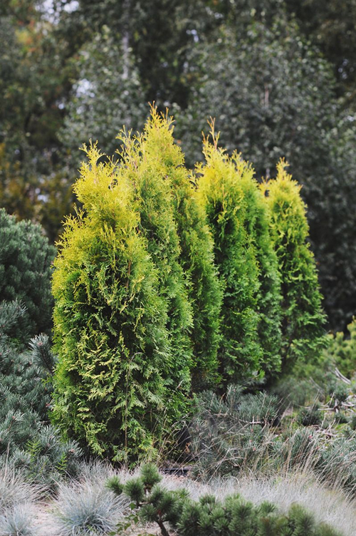 tuia occidentale 'Golden Rocket' - fotografia