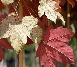 file di giovani alberi da frutto nel vivaio