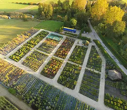 piantagione di giovani abeti e pini