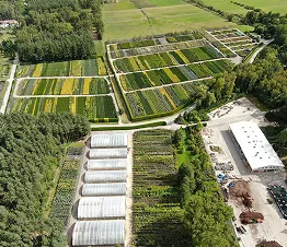 arbusti ornamentali regolarmente potati nel vivaio
