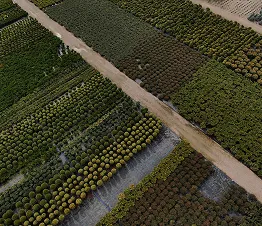 alberi da viale con fusti dritti pronti per la piantagione