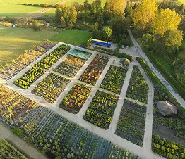 dettaglio di radici sane negli alberi coltivati